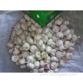 2019 Normal White Garlic Best Quality